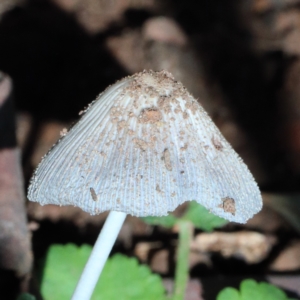 Coprinellus etc. at O'Connor, ACT - 7 Feb 2021 08:31 AM