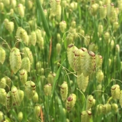 Briza maxima (Quaking Grass, Blowfly Grass) at Yarramundi Grassland
 - 23 Oct 2020 by JaneR