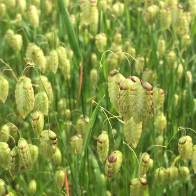 Briza maxima (Quaking Grass, Blowfly Grass) at Downer, ACT - 23 Oct 2020 by JaneR