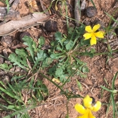 Goodenia pinnatifida (Scrambled Eggs) at Downer, ACT - 23 Oct 2020 by JaneR