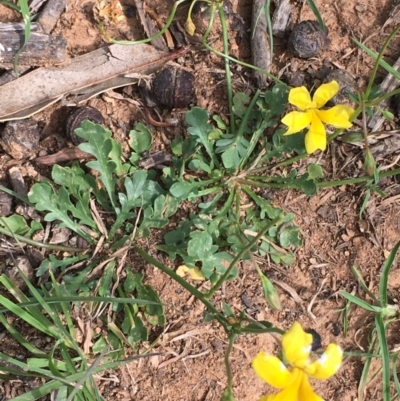 Goodenia pinnatifida (Scrambled Eggs) at Downer, ACT - 23 Oct 2020 by JaneR