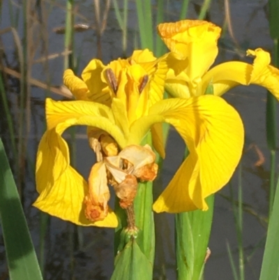 Iris pseudacorus (Yellow Flag) at Lake Burley Griffin West - 23 Oct 2020 by JaneR