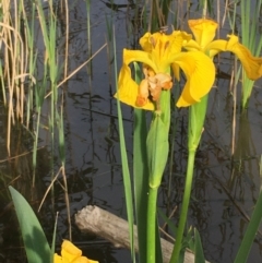 Iris pseudacorus at Downer, ACT - 23 Oct 2020