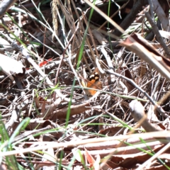 Heteronympha merope (Common Brown Butterfly) at O'Connor, ACT - 13 Feb 2021 by ConBoekel