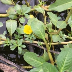 Ludwigia peploides subsp. montevidensis (Water Primrose) at Lake Burley Griffin West - 13 Feb 2021 by JaneR