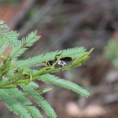 Braconidae (family) (Unidentified braconid wasp) at Dryandra St Woodland - 13 Feb 2021 by ConBoekel