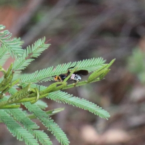Braconidae (family) at O'Connor, ACT - 13 Feb 2021