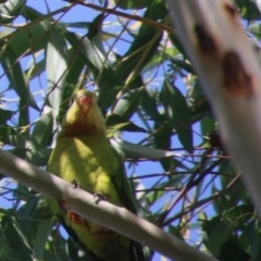 Polytelis swainsonii (Superb Parrot) at Deakin, ACT - 12 Feb 2021 by LisaH