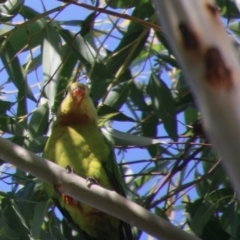 Polytelis swainsonii (Superb Parrot) at Deakin, ACT - 13 Feb 2021 by LisaH