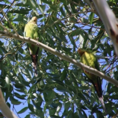 Polytelis swainsonii at Deakin, ACT - suppressed