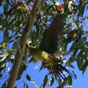 Polytelis swainsonii at Deakin, ACT - suppressed