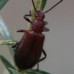 Lagriini sp. (tribe) (Unidentified lagriine darkling beetle) at Hughes Grassy Woodland - 13 Feb 2021 by LisaH