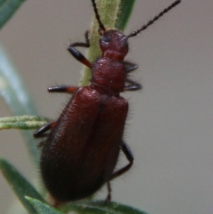 Lagriini sp. (tribe) at Deakin, ACT - 13 Feb 2021