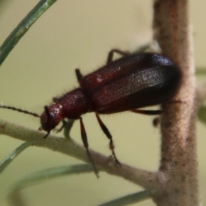 Lagriini sp. (tribe) at Deakin, ACT - 13 Feb 2021