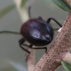 Lagriini sp. (tribe) at Deakin, ACT - 13 Feb 2021