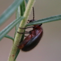 Lagriini sp. (tribe) at Deakin, ACT - 13 Feb 2021