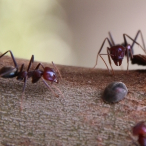 Iridomyrmex purpureus at Hughes, ACT - 13 Feb 2021