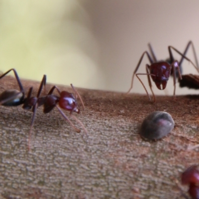 Iridomyrmex purpureus (Meat Ant) at Red Hill to Yarralumla Creek - 13 Feb 2021 by LisaH