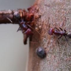 Iridomyrmex purpureus at Hughes, ACT - 13 Feb 2021 02:18 PM