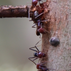 Iridomyrmex purpureus at Hughes, ACT - 13 Feb 2021 02:18 PM