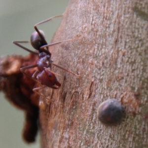 Iridomyrmex purpureus at Hughes, ACT - 13 Feb 2021