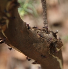 Iridomyrmex purpureus at Hughes, ACT - 13 Feb 2021