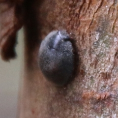 Coccinellidae (family) (Unidentified lady beetle) at Red Hill to Yarralumla Creek - 13 Feb 2021 by LisaH