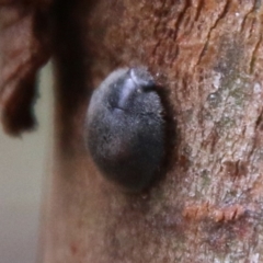 Coccinellidae sp. (family) (Unidentified lady beetle) at Deakin, ACT - 13 Feb 2021 by LisaH