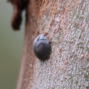 Coccinellidae (family) at Deakin, ACT - 13 Feb 2021 02:17 PM