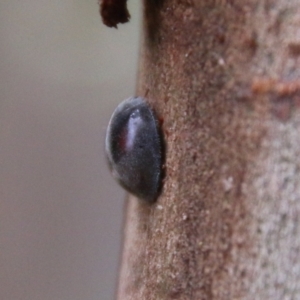 Coccinellidae (family) at Deakin, ACT - 13 Feb 2021