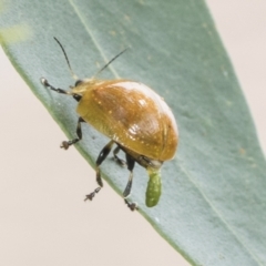 Paropsisterna cloelia (Eucalyptus variegated beetle) at Higgins, ACT - 8 Feb 2021 by AlisonMilton