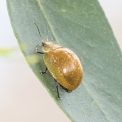 Paropsisterna cloelia at Higgins, ACT - 8 Feb 2021