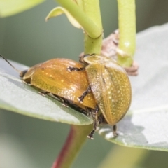 Paropsisterna cloelia at Higgins, ACT - 8 Feb 2021 11:36 AM