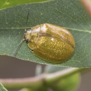 Paropsisterna cloelia at Higgins, ACT - 8 Feb 2021 11:36 AM