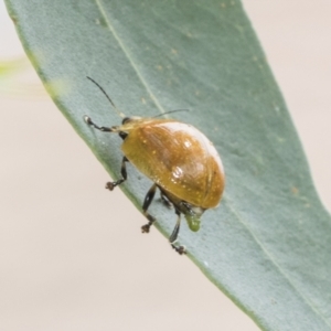 Paropsisterna cloelia at Higgins, ACT - 8 Feb 2021 11:36 AM