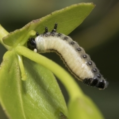 Paropsisterna cloelia (Eucalyptus variegated beetle) at Higgins, ACT - 8 Feb 2021 by AlisonMilton