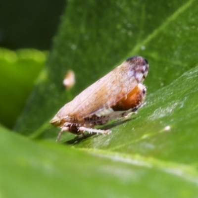 Cicadellidae (family) (Unidentified leafhopper) at Higgins, ACT - 29 Jan 2021 by AlisonMilton
