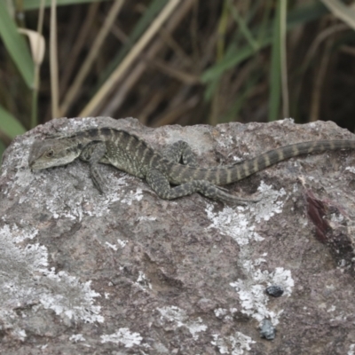 Intellagama lesueurii howittii (Gippsland Water Dragon) at Latham, ACT - 9 Feb 2021 by AlisonMilton