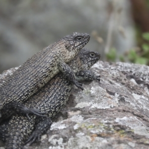 Egernia cunninghami at Latham, ACT - 9 Feb 2021