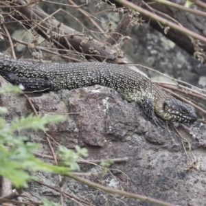 Egernia cunninghami at Latham, ACT - 9 Feb 2021