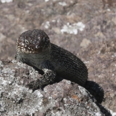 Egernia cunninghami at Latham, ACT - 9 Feb 2021