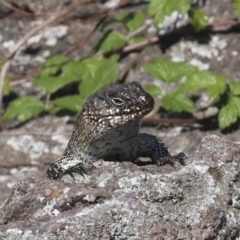 Egernia cunninghami at Latham, ACT - 9 Feb 2021 01:24 PM