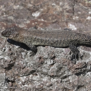 Egernia cunninghami at Latham, ACT - 9 Feb 2021