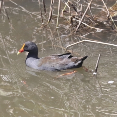 Gallinula tenebrosa (Dusky Moorhen) at Latham, ACT - 9 Feb 2021 by AlisonMilton