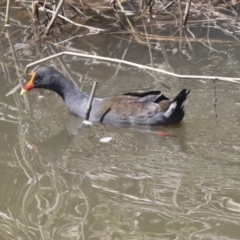 Gallinula tenebrosa at Latham, ACT - 9 Feb 2021