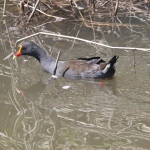 Gallinula tenebrosa at Latham, ACT - 9 Feb 2021