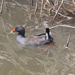 Gallinula tenebrosa at Latham, ACT - 9 Feb 2021