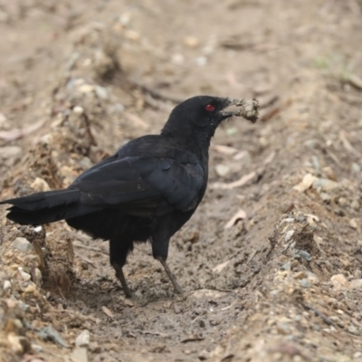 Corcorax melanorhamphos (White-winged Chough) at Umbagong District Park - 8 Feb 2021 by AlisonMilton