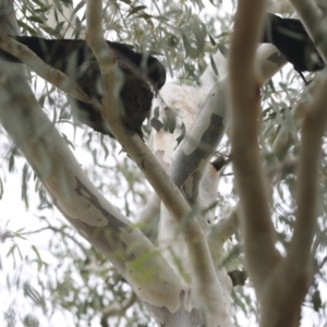 Corcorax melanorhamphos at Latham, ACT - 9 Feb 2021