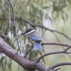 Todiramphus sanctus (Sacred Kingfisher) at Umbagong District Park - 9 Feb 2021 by AlisonMilton